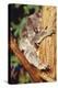 Koala Asleep in Tree-null-Premier Image Canvas