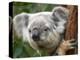 Koala, Australia-David Wall-Premier Image Canvas