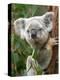 Koala, Australia-David Wall-Premier Image Canvas