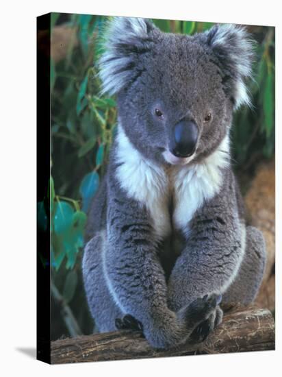 Koala, Australia-John & Lisa Merrill-Premier Image Canvas