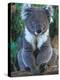 Koala, Australia-John & Lisa Merrill-Premier Image Canvas