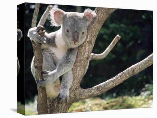 Koala Bear in a Tree in Captivity, Australia, Pacific-James Gritz-Premier Image Canvas