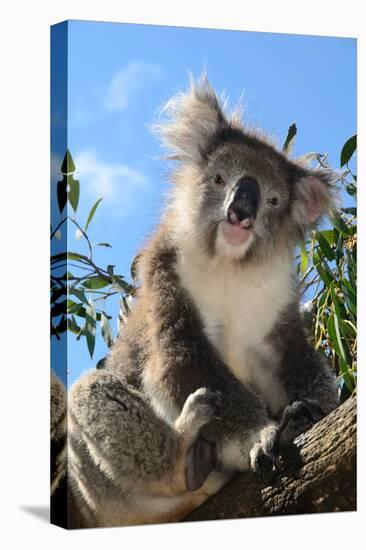 Koala Bear, Melbourne, Victoria, Australia, Pacific-Bhaskar Krishnamurthy-Premier Image Canvas