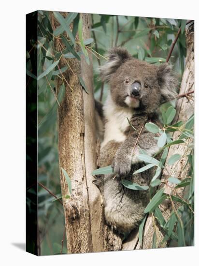 Koala Bear, Phascolarctos Cinereus, Among Eucalypt Leaves, South Australia, Australia-Ann & Steve Toon-Premier Image Canvas