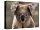 Koala Bear (Phascolarctos Cinereus), Phillip Island, Victoria, Australia, Pacific-James Hager-Premier Image Canvas