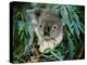 Koala Eating, Rockhampton, Queensland, Australia-Cindy Miller Hopkins-Premier Image Canvas