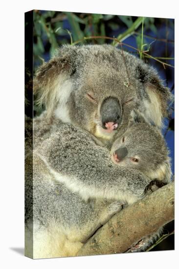 Koala Female and Young in Tree-null-Premier Image Canvas