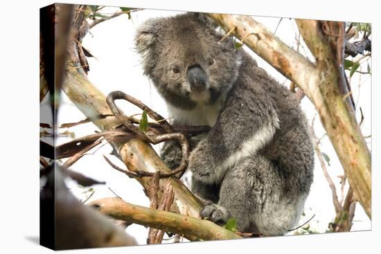 Koala in the Wild, in a Gum Tree at Cape Otway, Great Ocean Road, Victoria, Australia-Tony Waltham-Premier Image Canvas