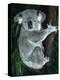 Koala, in Tree, Queensland, Australia-Lynn M. Stone-Premier Image Canvas