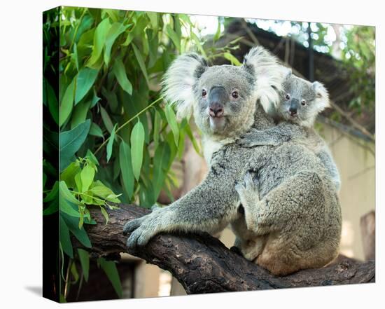 Koala Mom and Baby on a Branch-null-Stretched Canvas