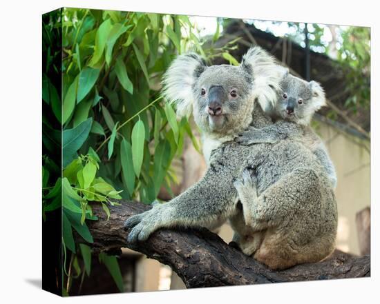 Koala Mom and Baby on a Branch-null-Stretched Canvas