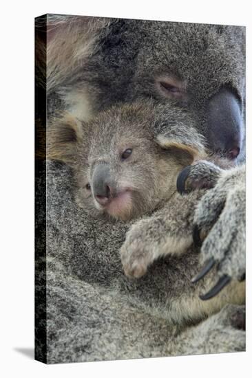 Koala mother with joey, Queensland, Australia-Suzi Eszterhas-Premier Image Canvas