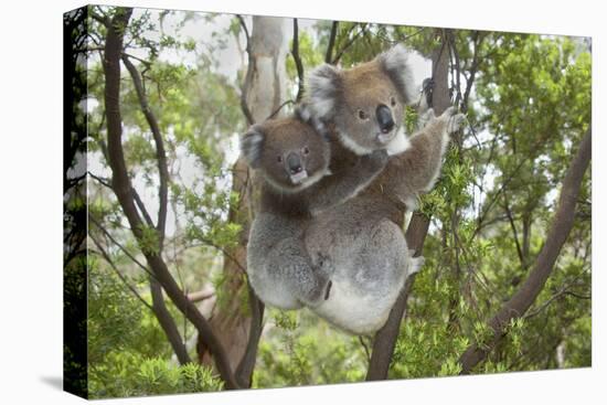 Koala Mother with Piggybacking Young Climbs Up-null-Premier Image Canvas