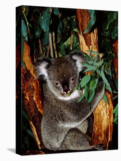 Koala on Eucalyptus, Featherdale Wildlife Park, Sydney, Australia-Cindy Miller Hopkins-Premier Image Canvas