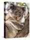 Koala, Ottway National Park, Victoria, Australia-Mark Mawson-Premier Image Canvas