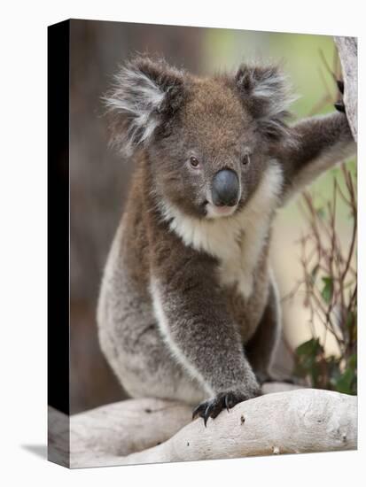 Koala (Phascolarctos Cinereus) in a Eucalyptus Tree, Yanchep National Park, West Australia-null-Premier Image Canvas