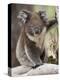 Koala (Phascolarctos Cinereus) in a Eucalyptus Tree, Yanchep National Park, West Australia-null-Premier Image Canvas