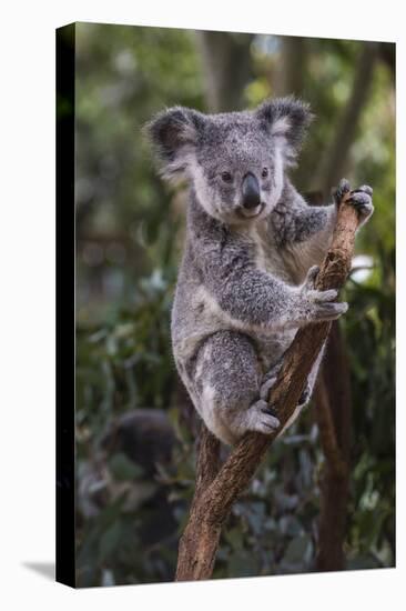 Koala (Phascolarctos cinereus), Lone Pine Sanctuary, Brisbane, Queensland, Australia, Pacific-Michael Runkel-Premier Image Canvas