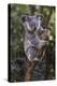 Koala (Phascolarctos cinereus), Lone Pine Sanctuary, Brisbane, Queensland, Australia, Pacific-Michael Runkel-Premier Image Canvas