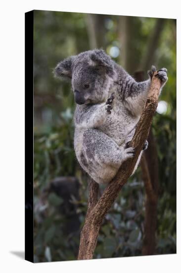 Koala (Phascolarctos cinereus), Lone Pine Sanctuary, Brisbane, Queensland, Australia, Pacific-Michael Runkel-Premier Image Canvas