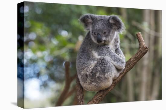 Koala (Phascolarctos cinereus), Lone Pine Sanctuary, Brisbane, Queensland, Australia, Pacific-Michael Runkel-Premier Image Canvas