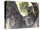 Koala (Phascolartos Cinereus), Magnetic Island, Queensland, Australia-Thorsten Milse-Premier Image Canvas