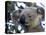 Koala, (Phascolartos Cinereus), Magnetic Island, Queensland, Australia-Thorsten Milse-Premier Image Canvas