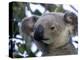 Koala, (Phascolartos Cinereus), Magnetic Island, Queensland, Australia-Thorsten Milse-Premier Image Canvas