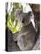 Koala, (Phascolartos Cinereus), Magnetic Island, Queensland, Australia-Thorsten Milse-Premier Image Canvas