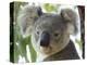 Koala, (Phascolartos Cinereus), Magnetic Island, Queensland, Australia-Thorsten Milse-Premier Image Canvas