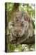 Koala with Young on Back-null-Premier Image Canvas