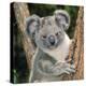Koala Young Close-Up-null-Premier Image Canvas