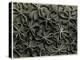 Koelpinia Linearis. 1929 (Photogravure)-Karl Blossfeldt-Premier Image Canvas