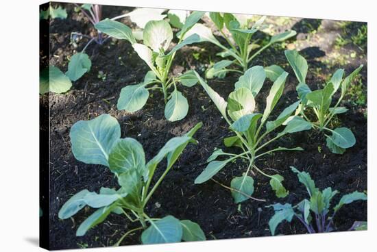 Kohlrabi, Brassica oleracea var. gongylodes, grow, garden, soil, autumn-David & Micha Sheldon-Stretched Canvas