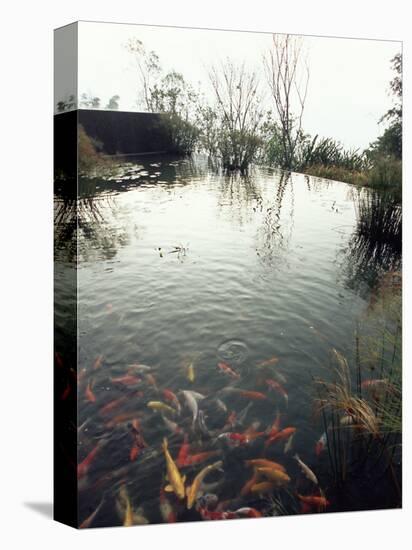 Koi Carp Fish in Pool, Taipei, Taiwan, Asia-Sylvain Grandadam-Premier Image Canvas