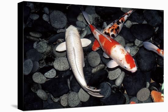 Koi Carp In a Pond-Georgette Douwma-Premier Image Canvas