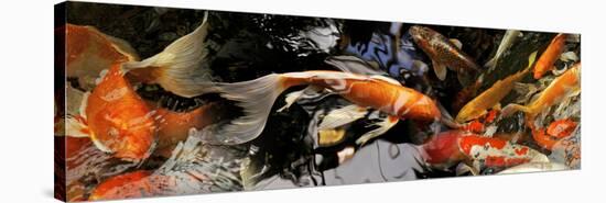 Koi Carp-null-Premier Image Canvas