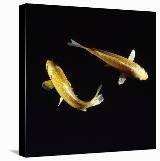 Koi Carp-null-Premier Image Canvas