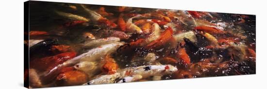 Koi Carps in a Pond, Deshaies, Guadeloupe-null-Premier Image Canvas