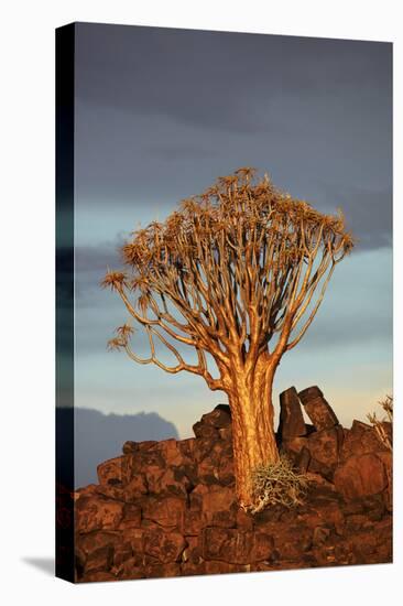 Kokerboom or Quiver Tree, Mesosaurus Fossil Camp, near Keetmanshoop, Namibia-David Wall-Premier Image Canvas