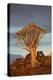 Kokerboom or Quiver Tree, Mesosaurus Fossil Camp, near Keetmanshoop, Namibia-David Wall-Premier Image Canvas