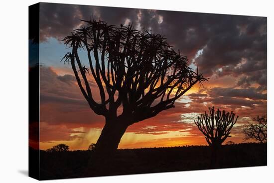 Kokerboom or Quiver Trees at sunset, Mesosaurus Fossil Camp, near Keetmanshoop, Namibia-David Wall-Premier Image Canvas