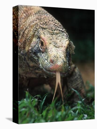 Komodo Dragon in Indonesia-Martin Harvey-Premier Image Canvas