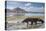 Komodo Dragon (Varanus Komodoensis) Walking with Tongue Extended on Beach-Mark Macewen-Premier Image Canvas