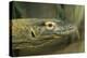 Komodo Dragon-Joe McDonald-Premier Image Canvas