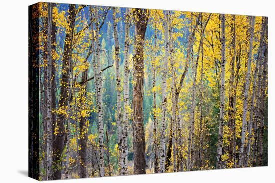 Kootenay Fall 4-Ursula Abresch-Premier Image Canvas