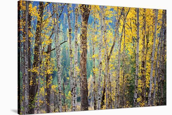 Kootenay Fall 4-Ursula Abresch-Premier Image Canvas