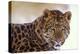 Korean Leopard Endangered Species-null-Premier Image Canvas