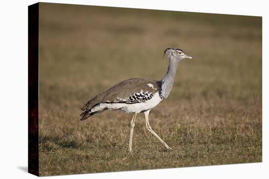 Kori Bustard (Ardeotis Kori), Ngorongoro Crater, Tanzania, East Africa, Africa-James Hager-Premier Image Canvas