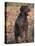 Korthal's Griffon / Wirehaired Pointing Griffon Portrait-Adriano Bacchella-Premier Image Canvas